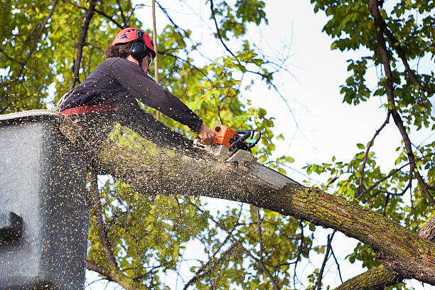 Professional  Tree Services in Weidman, MI